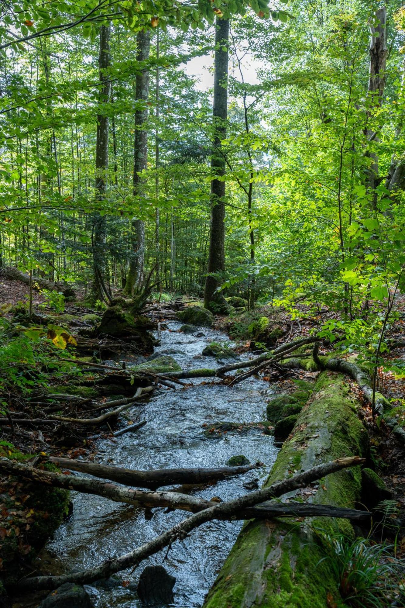 Grosser Arber, Wandern & Sauna, Gemuetliches Apartment Im Nationalpark Bayerischen Wald Lindberg ภายนอก รูปภาพ